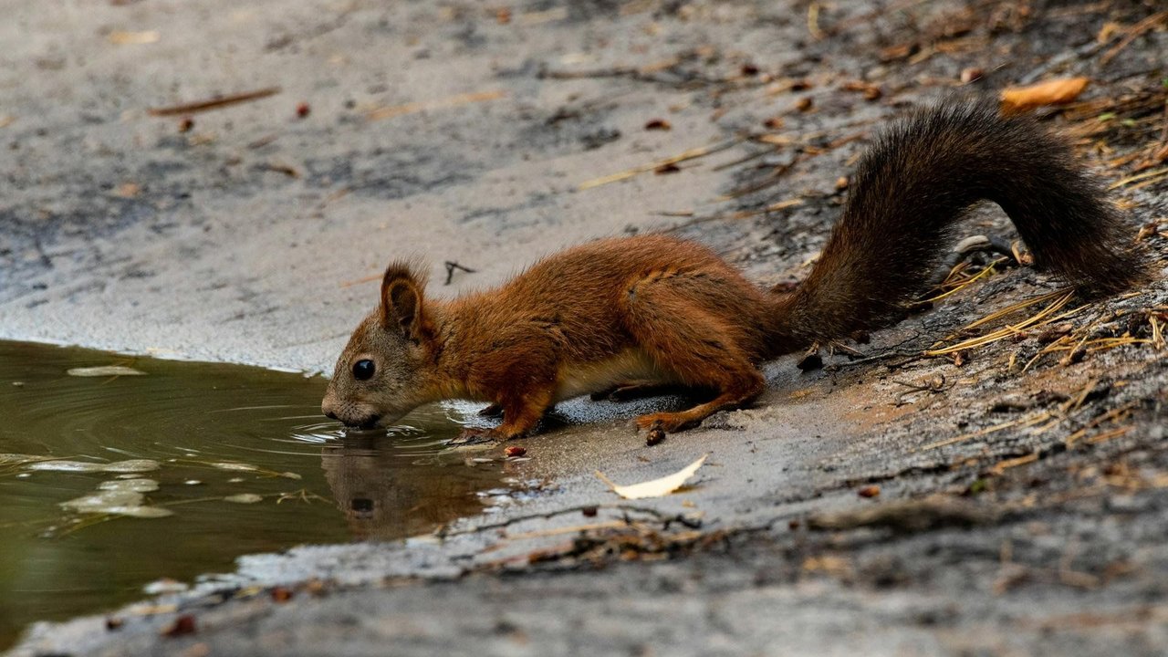 Eichhörnchen brauchen Wasser zum Leben. Eichhörnchen brauchen Wasser zum Leben.