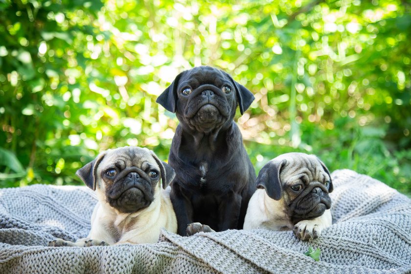 Drei niedliche Mops-Hunde sitzen auf einer Decke Drei niedliche Mops-Hunde sitzen auf einer Decke