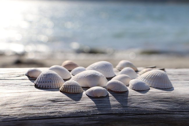 Muscheln am Meer Muscheln am Meer