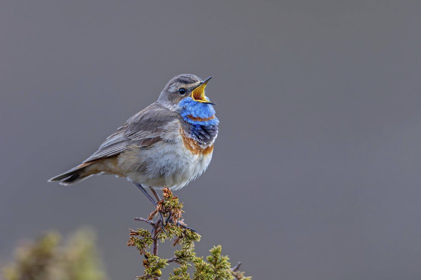 Rotgeflecktes Blaukehlchen Luscinia svecica svecica, Männchen singt vom Strauch in der Tundra im Frühling, Schweden, Skandinavien Red-spotted bluethroat Luscinia svecica svecica male singing from shrub on the tundra in spring, Sweden, Scandinavia Copyright: imageBROKER/alimdix/xArterrax/xS ibltsm14326776.jpg Bitte beachten Sie die gesetzlichen Bestimmungen des deutschen Urheberrechtes hinsichtlich der Namensnennung des Fotografen im direkten Umfeld der Veröffentlichung Rotgeflecktes Blaukehlchen Luscinia svecica svecica, Männchen singt vom Strauch in der Tundra im Frühling, Schweden, Skandinavien Red-spotted bluethroat Luscinia svecica svecica male singing from shrub on the tundra in spring, Sweden, Scandinavia Copyright: imageBROKER/alimdix/xArterrax/xS ibltsm14326776.jpg Bitte beachten Sie die gesetzlichen Bestimmungen des deutschen Urheberrechtes hinsichtlich der Namensnennung des Fotografen im direkten Umfeld der Veröffentlichung