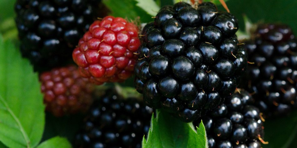 Brombeeren in der Schwangerschaft: Die lecker Beere Brombeeren in der Schwangerschaft: Die lecker Beere