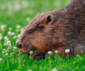 Was frisst ein Biber? Das steht auf dem Speiseplan der großen Nager!