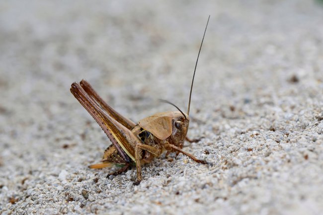 braune Heuschrecke auf grauem Untergrund braune Heuschrecke auf grauem Untergrund