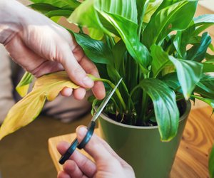 Ist Einblatt giftig? Wir informieren dich über die Pflanze