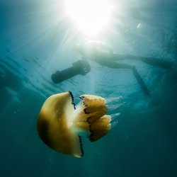 Geheimnisvolle Lebewesen: Diese erstaunlichen Meerestiere gibt es schon sehr lange auf der Erde