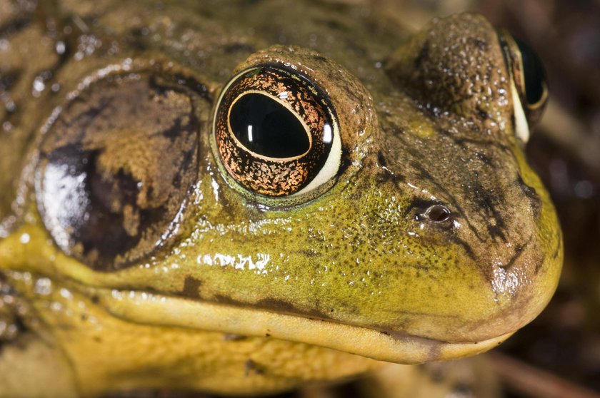 Der Schreifrosch gehört zu den besonders lauten Angebern unter den Fröschen. Der Schreifrosch gehört zu den besonders lauten Angebern unter den Fröschen.