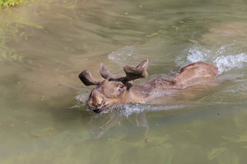 schwimmender Elch schwimmender Elch