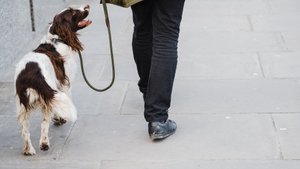 Hundeerziehung: 5 Fehler, die du unbedingt vermeiden solltest (fast jeder macht es falsch)