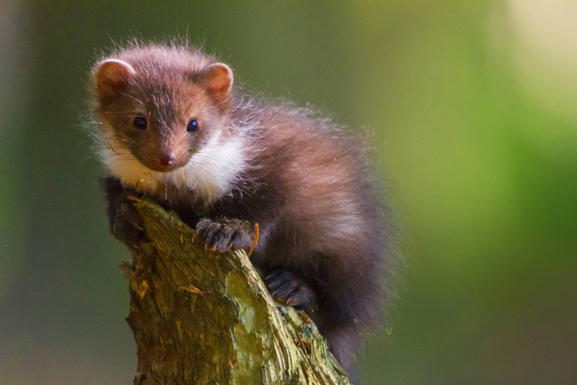 Ein junger Steinmarder beobachtet sein Umfeld. Ein junger Steinmarder beobachtet sein Umfeld.