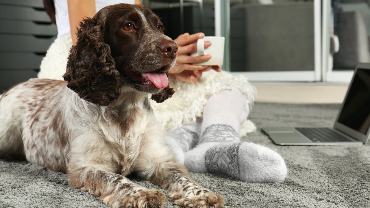 Hunde interessieren sich manchmal für bedenkliche Zimmerpflanzen wie Eukalyptus. Hunde interessieren sich manchmal für bedenkliche Zimmerpflanzen wie Eukalyptus.