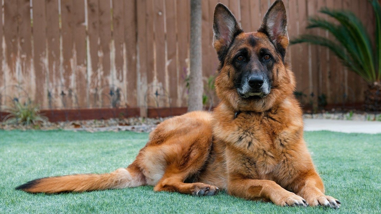 Einige Hunderassen haben einen ausgeprägten Beschützerinstinkt und bewachen Haus und Hof. Einige Hunderassen haben einen ausgeprägten Beschützerinstinkt und bewachen Haus und Hof.