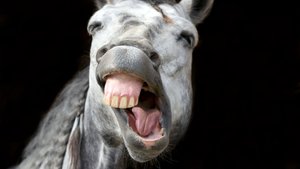 Tierische Schenkelklopfer: Die 15 besten Tierwitze für Groß & Klein