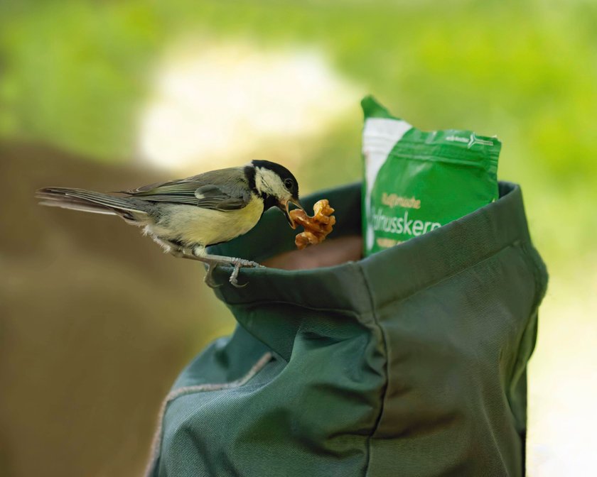 Kohlmeisen legen im Herbst Vorräte für den Winter an.