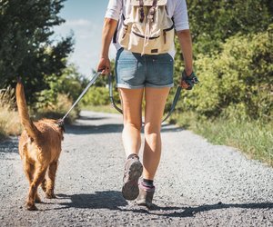 Fast alle machen diese 7 Fehler beim Spazierengehen mit dem Hund