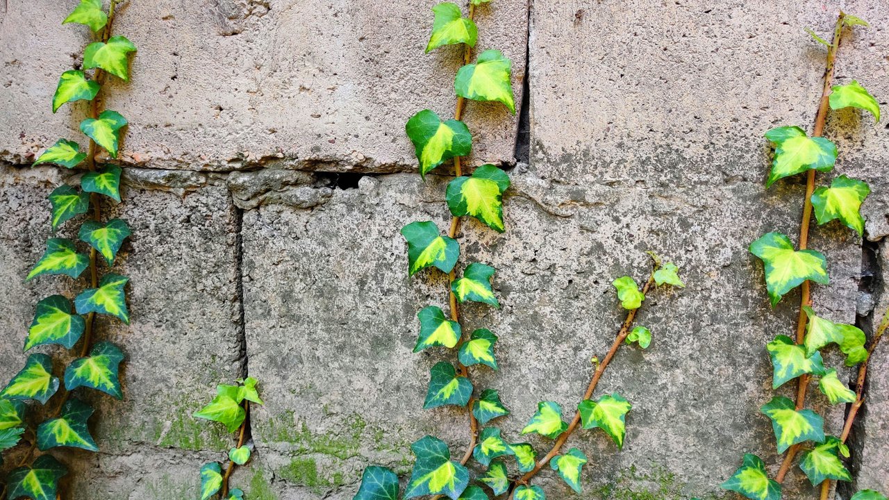 Efeu rankt schön an Fassaden hoch.