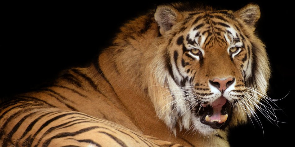 Tiger: Wo leben die gestreiften Großkatzen? Tiger: Wo leben die gestreiften Großkatzen?