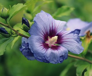 Diese Hibiskus-Pflanze für den Garten von Lidl ist ein Geheimtipp
