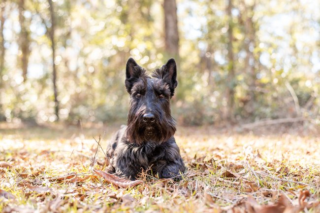 Ein Scottish Terrier sitzt in einem Wald. Ein Scottish Terrier sitzt in einem Wald.