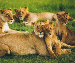 Was fressen Löwen und warum sind sie die Könige der Tiere?