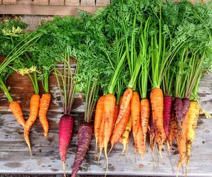 Was ist der Unterschied zwischen Karotte und Möhre?