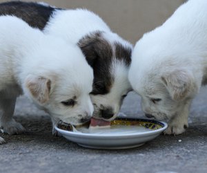 Für Pfotenfreunde: Dürfen Hunde Quark essen?
