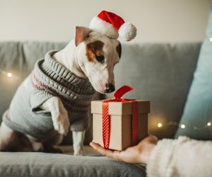 Für Hunde: Bestseller‑Adventskalender von Amazon macht Vierbeiner an Weihnachten glücklich
