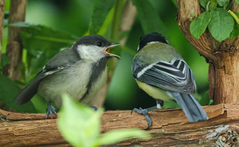 Kohlmeisen erkennen sich gegenseitig mithilfe ihrer Stimme.