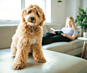 Hunde für Allergiker: Diese süßen Fellnasen könnten zu euch passen
