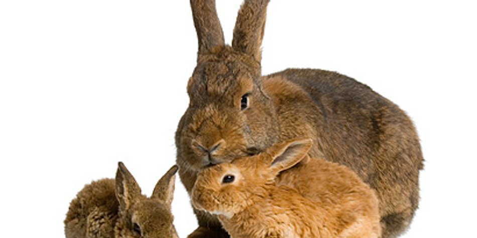 Chinesisches Sternzeichen Hase Chinesisches Sternzeichen Hase