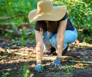 Letzte Chance: Diese Gemüsepflanzen solltet ihr noch im April aussäen