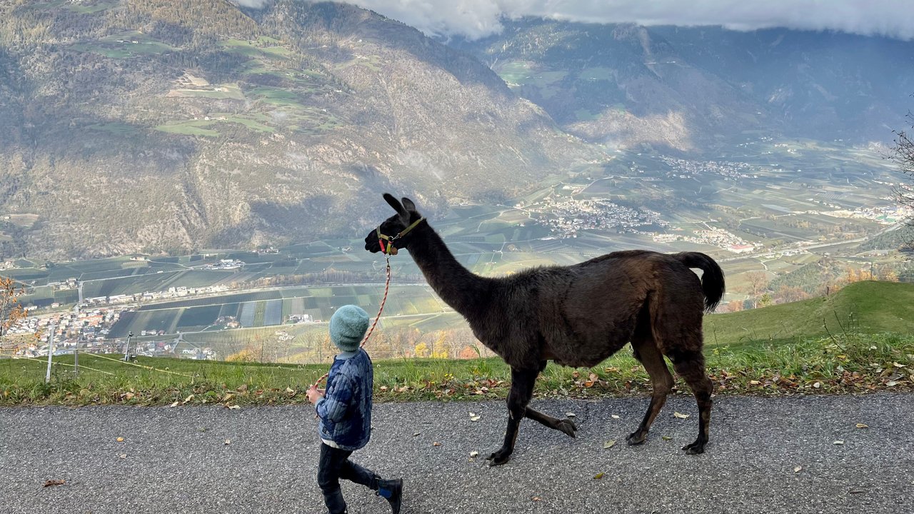 Südtirol mit Kindern: Unser Family-Highlight war die Lama- & Alpaka-Wanderung