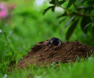 Wie alt werden Maulwürfe und woran sterben sie?