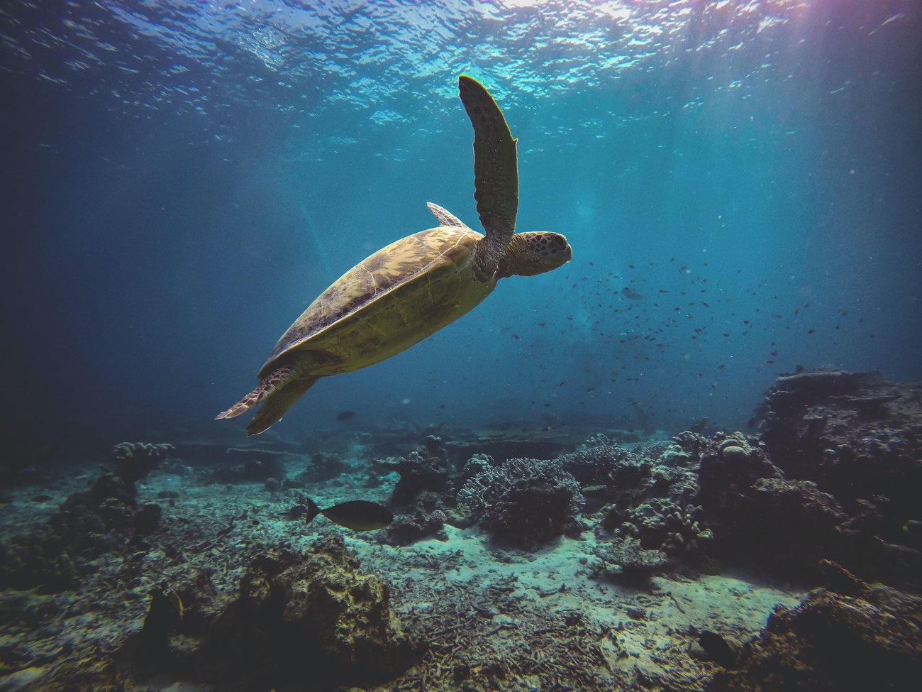 Eine Wasserschildkröte im Meer Eine Wasserschildkröte im Meer