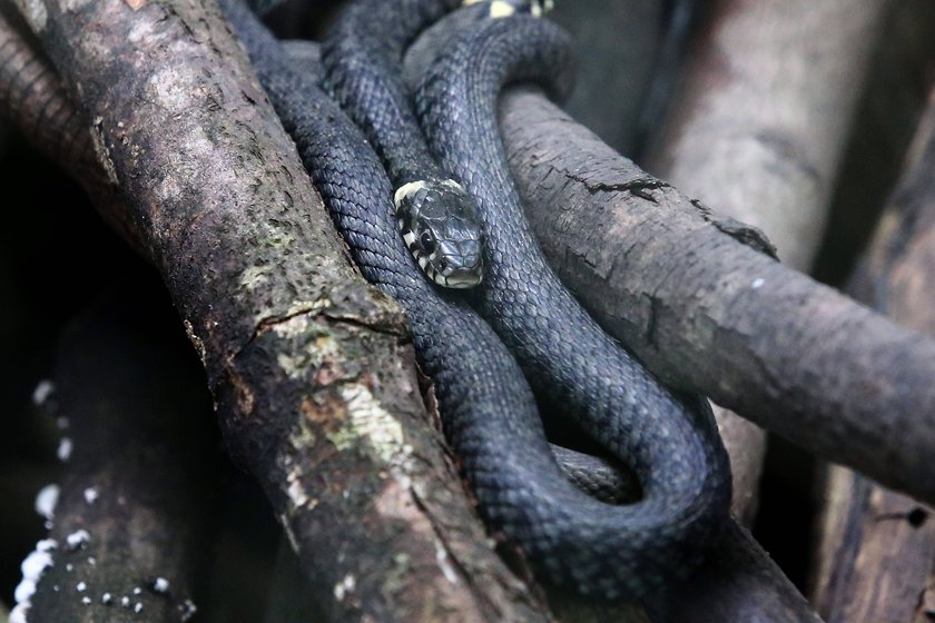 Die Ringelnatter ist ein Trickmeister. Die Ringelnatter ist ein Trickmeister.