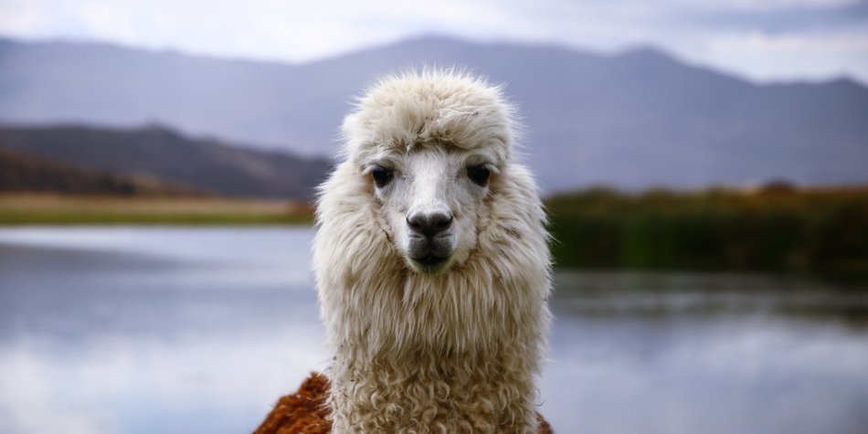 Wo leben Lamas? Die Heimat der flauschigen Vierbeiner Wo leben Lamas? Die Heimat der flauschigen Vierbeiner