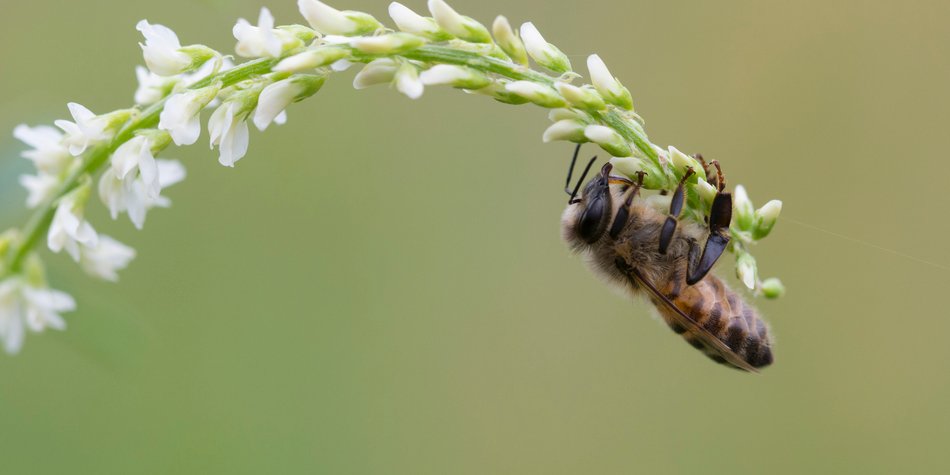 Das Bienenprojekt - Was man über die fleißige Biene wissen sollte Das Bienenprojekt - Was man über die fleißige Biene wissen sollte