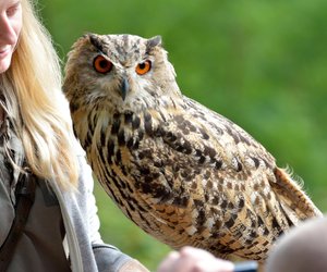 Was fressen Eulen? Ihre Lieblingsspeisen im Überblick