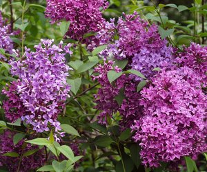 Wann blüht Flieder? Alles zu seiner Blütezeit