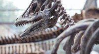 Dinosaurier – diese Gebiete auf der Erde waren die Heimat der Giganten