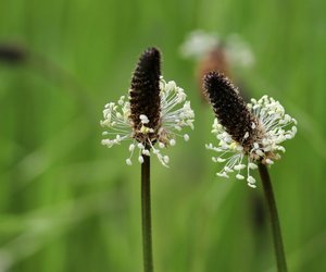 Ist Spitzwegerich giftig? Das gibt es über die Pflanze zu wissen 