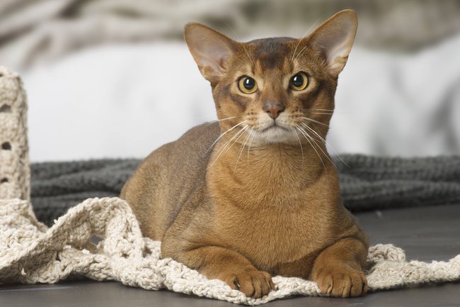 Eine Abessinier Katze liegt und schaut in die Kamera. Eine Abessinier Katze liegt und schaut in die Kamera.