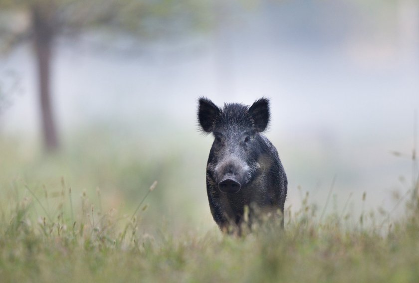 Wildschweine können im Traum für Stärke oder Gemeinschaft stehen. Wildschweine können im Traum für Stärke oder Gemeinschaft stehen.