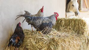 Dürfen Hühner Spargel essen?