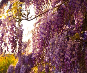 Ist Blauregen giftig? Das solltest du über die Pflanze wissen