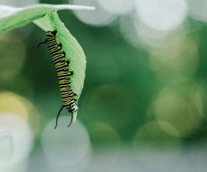 Was fressen Raupen und womit füttert man sie?