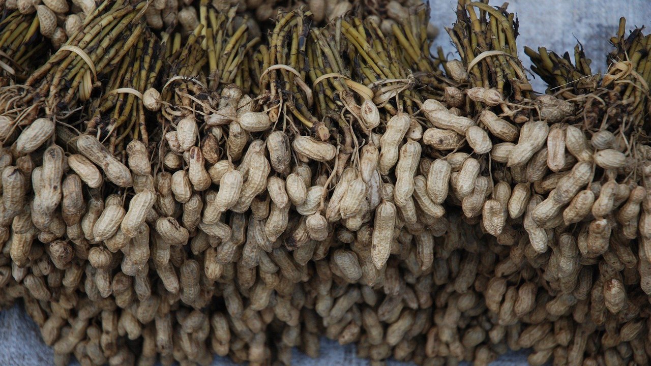 So sehen Erdnüsse direkt nach der Ernte aus.