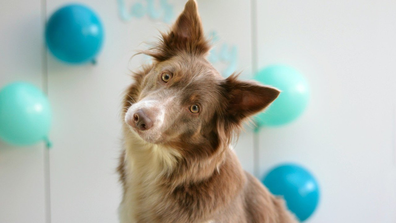 Einige Hunderassen eignen sich aufgrund ihrer Klugheit für besondere Aufgaben.