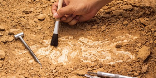 Lebende Fossilien: Weißt du, welche dieser Tierarten heute noch leben?