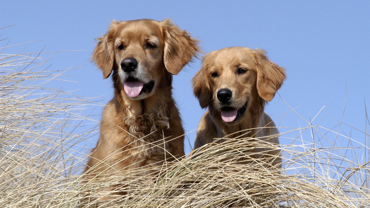 Bestimmte Rassen sehen sich optisch zum Verwechseln ähnlich. Bestimmte Rassen sehen sich optisch zum Verwechseln ähnlich.
