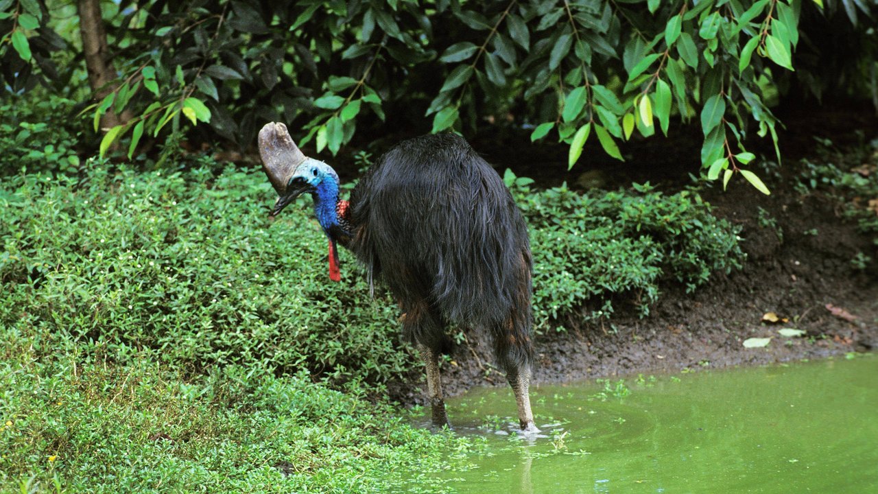 Dieser Vogel fällt durch seine Größe und seine Farben auf. Dieser Vogel fällt durch seine Größe und seine Farben auf.